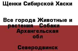 Щенки Сибирской Хаски - Все города Животные и растения » Собаки   . Архангельская обл.,Северодвинск г.